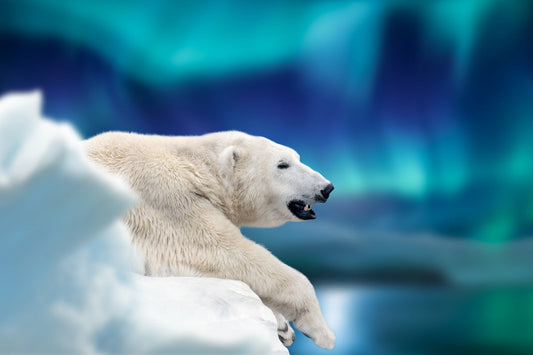 Celebrate International Polar Bear Day with Arctic Elegance!