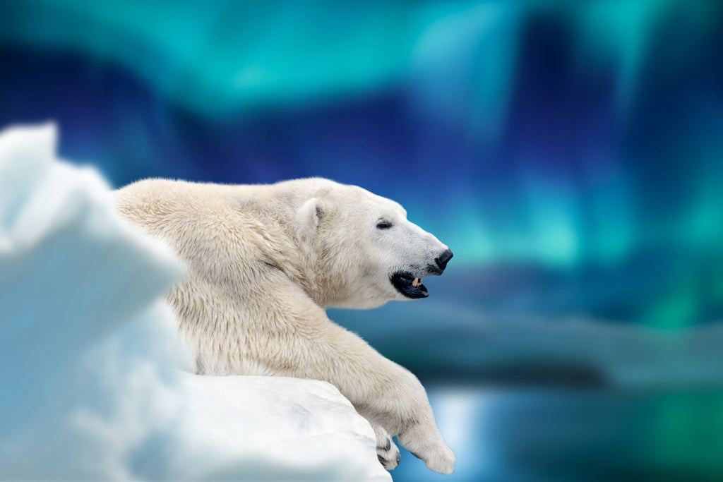Celebrate International Polar Bear Day with Arctic Elegance!