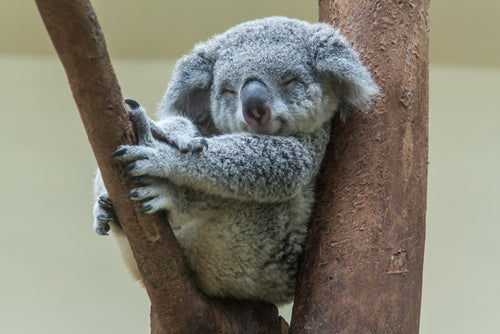 Friday, September 30th is SAVE THE KOALA DAY!